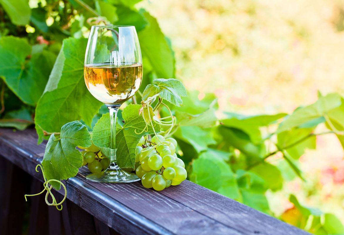 white wine in vineyard