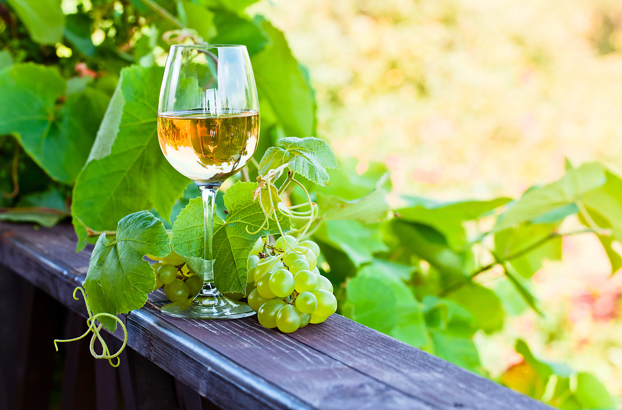 white wine in vineyard